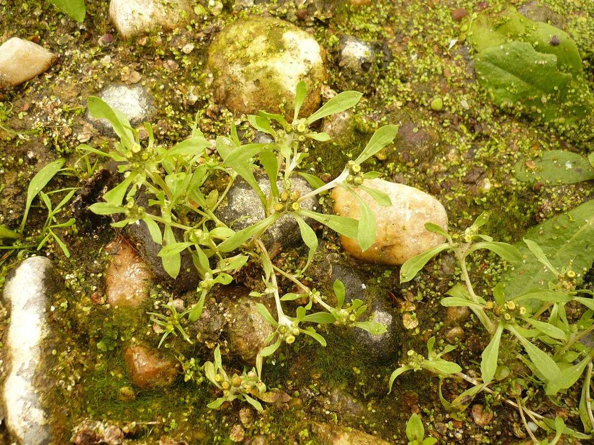 Gnaphalium uliginosum (Asteraceae)